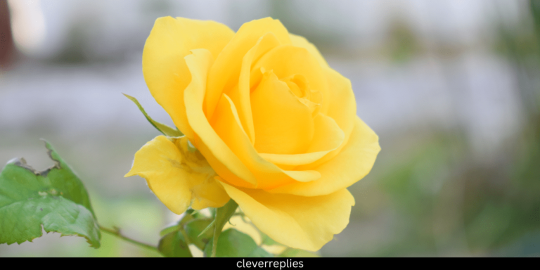 meaning yellow roses